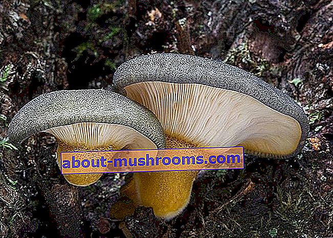 Autumn oyster mushroom (Panellus serotinus)
