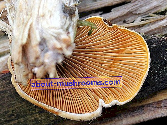 Orange oyster mushroom (Phyllotopsis nidulans)