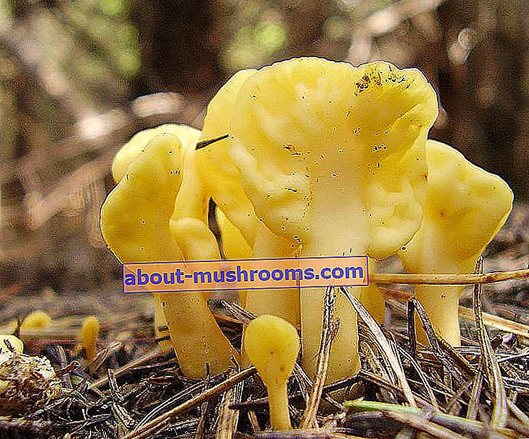 Mushroom spatula (Spathularia flavida)