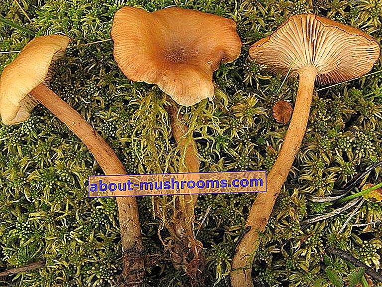 Hammered honey fungus (Armillaria ectypa)