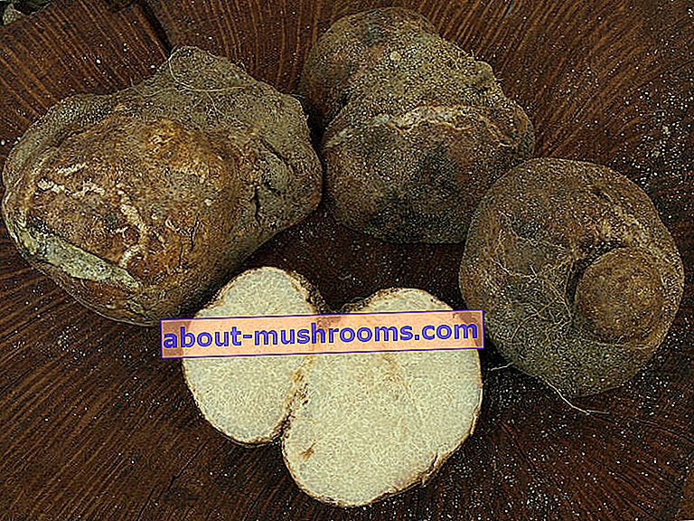 African truffle (Terfezia leonis)