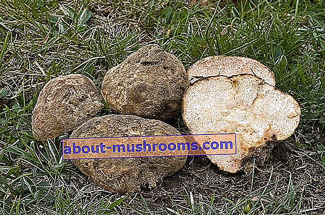 African truffle (Terfezia leonis)