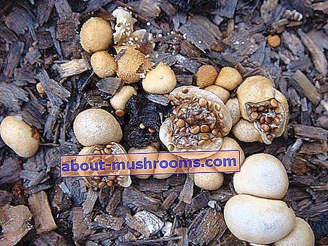 Formloses Nest (Nidularia deformis)
