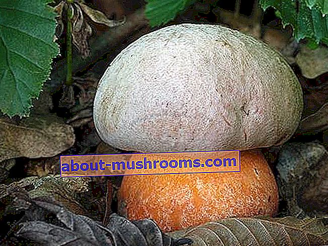 False Satanic Mushroom