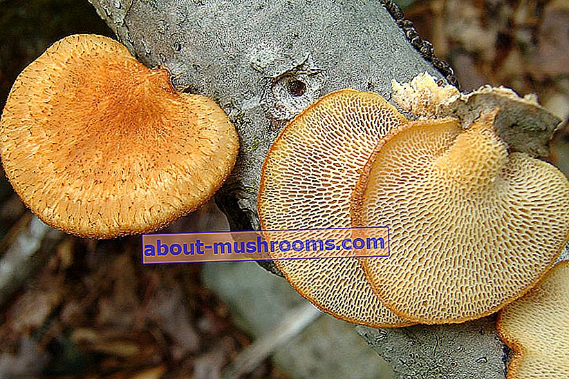 Tinder fungus (Polyporus alveolaris)