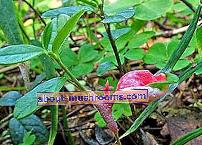 Lingonberry exobasidium (Exobasidium vaccinii)
