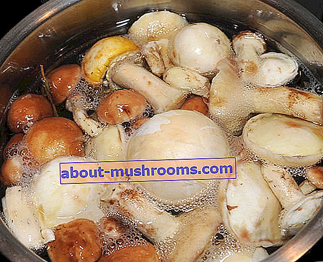 Boiling mushrooms