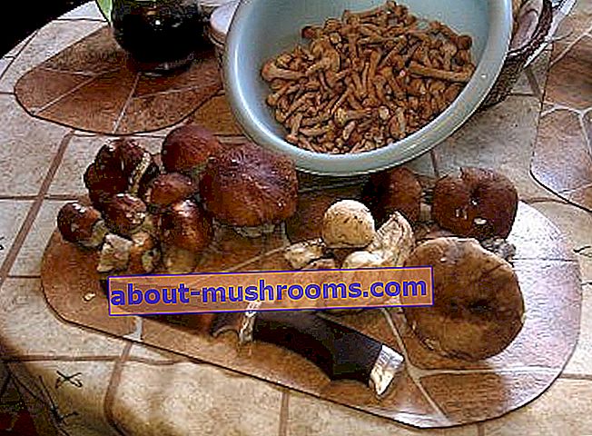 Processing mushrooms after harvest