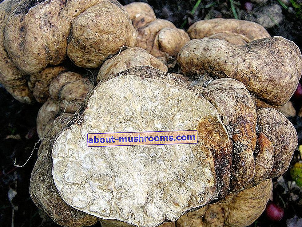 Troitsky truffle (Choiromyces meandriformis)