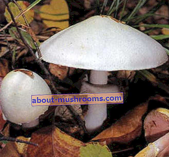 Field champignon (Agaricus arvensis)