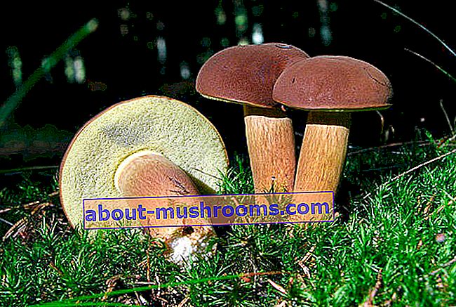 Brown mushroom