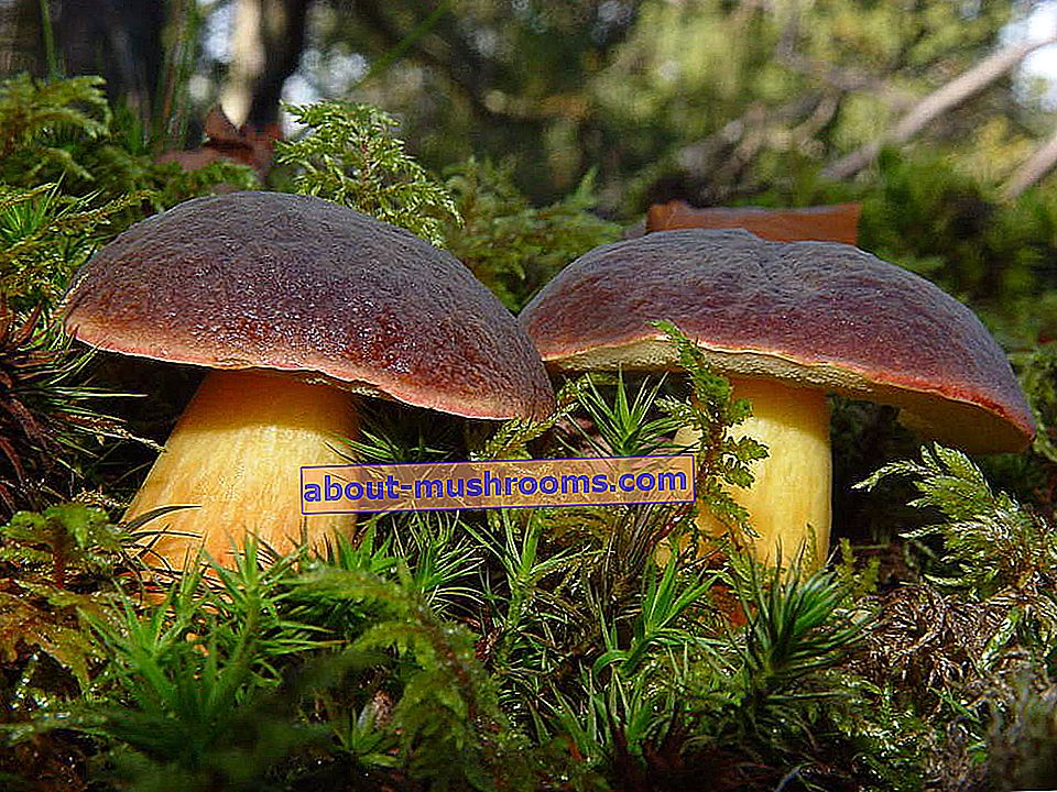 Pan mushroom