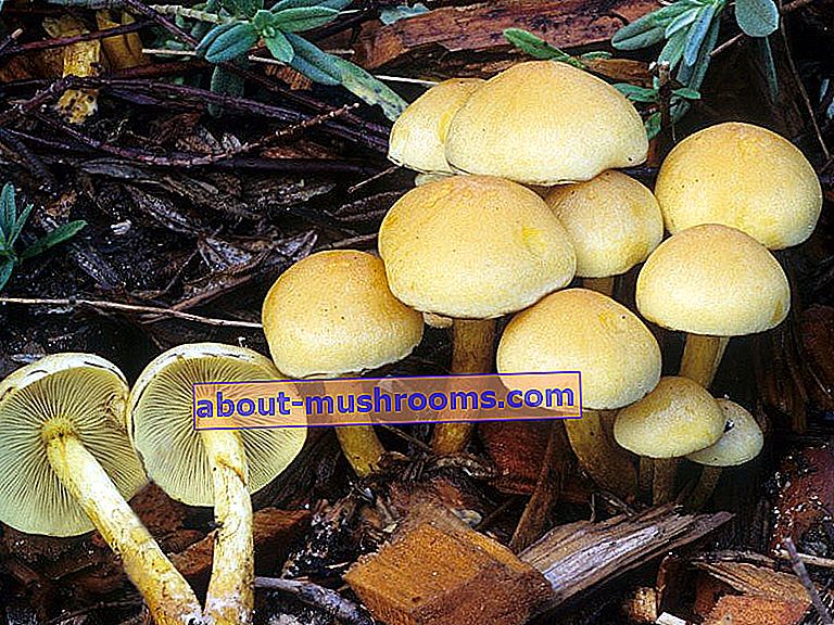 Sulfur-yellow honey mushroom
