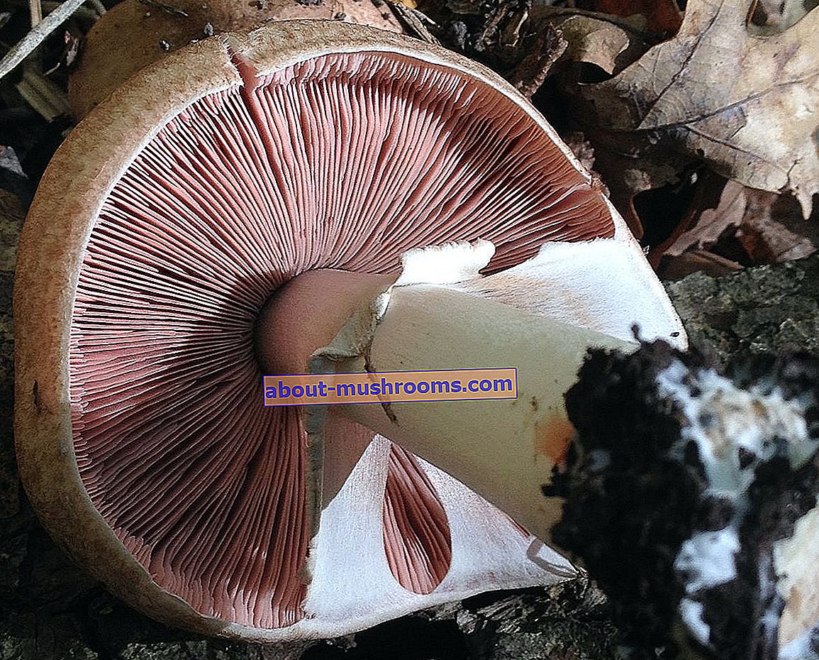 Forest champignon - Agaricus sylvaticus