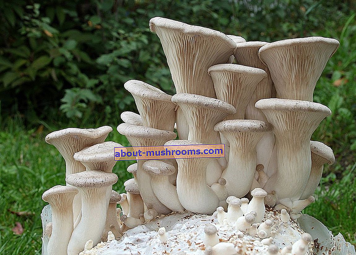 Oyster mushroom Pleurotus eryngii